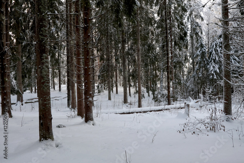 Obraz na płótnie Forest