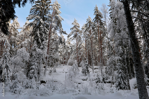 Obraz na płótnie Forest
