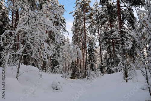 Obraz na płótnie Forest