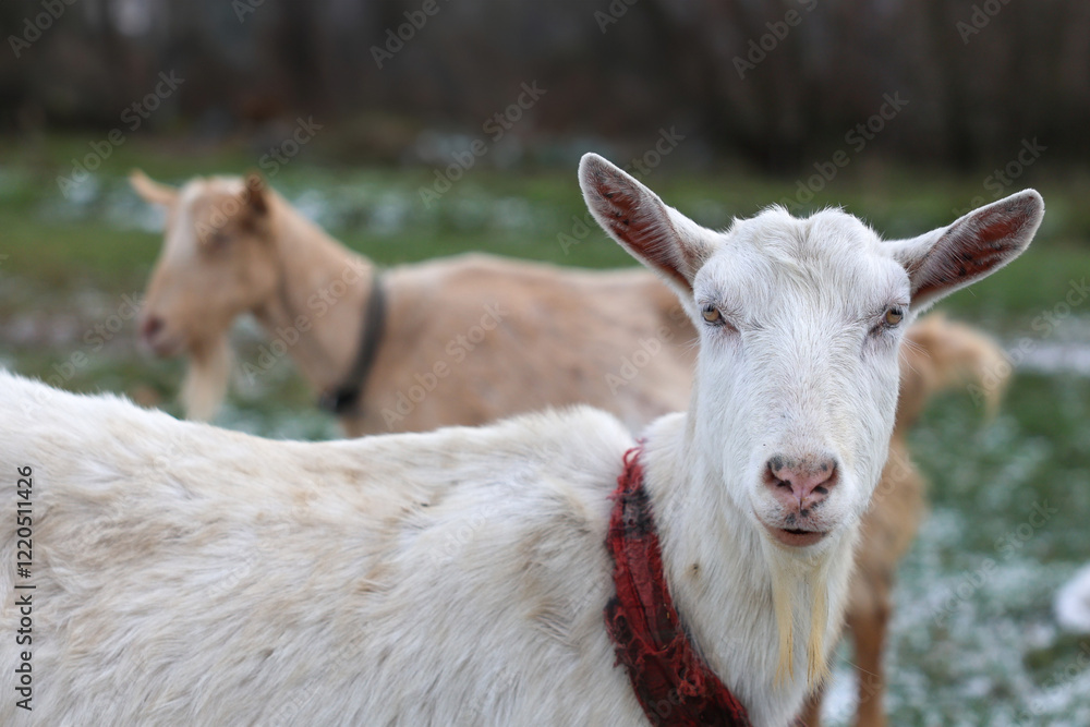 A white goat with a red collar stands in a field with others