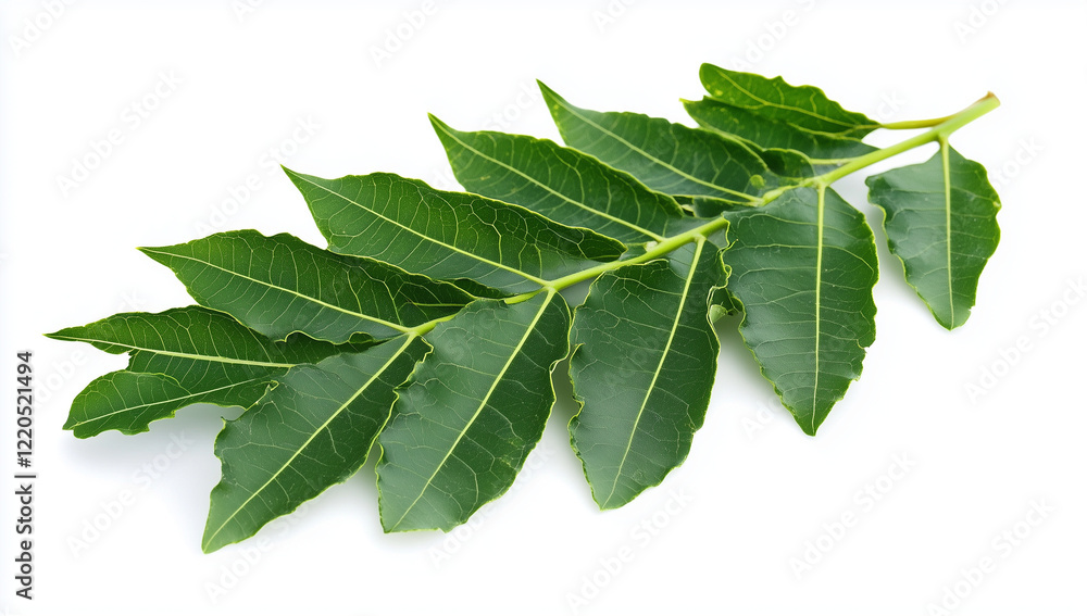 Fototapeta premium Fresh green leaves on a branch, white background