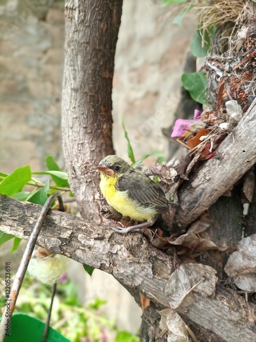 closeup of lesser goldfinch photo