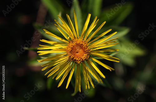 Willowleaf Yellowhead ( Pentanema salicinum ) blossom close-up with yellow ray and disk florets in bloom photo