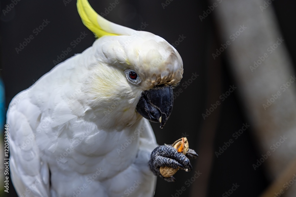 Close-up of a Sulphur-crested Cockatoo eating a nut. The bird is receiving its food. THE PARROT PLACE, KERIKERI, NZ Close-up of a Sulphur-crested Cockatoo eating a nut. The bird is receiving its food. THE PARROT PLACE, KERIKERI, NZ