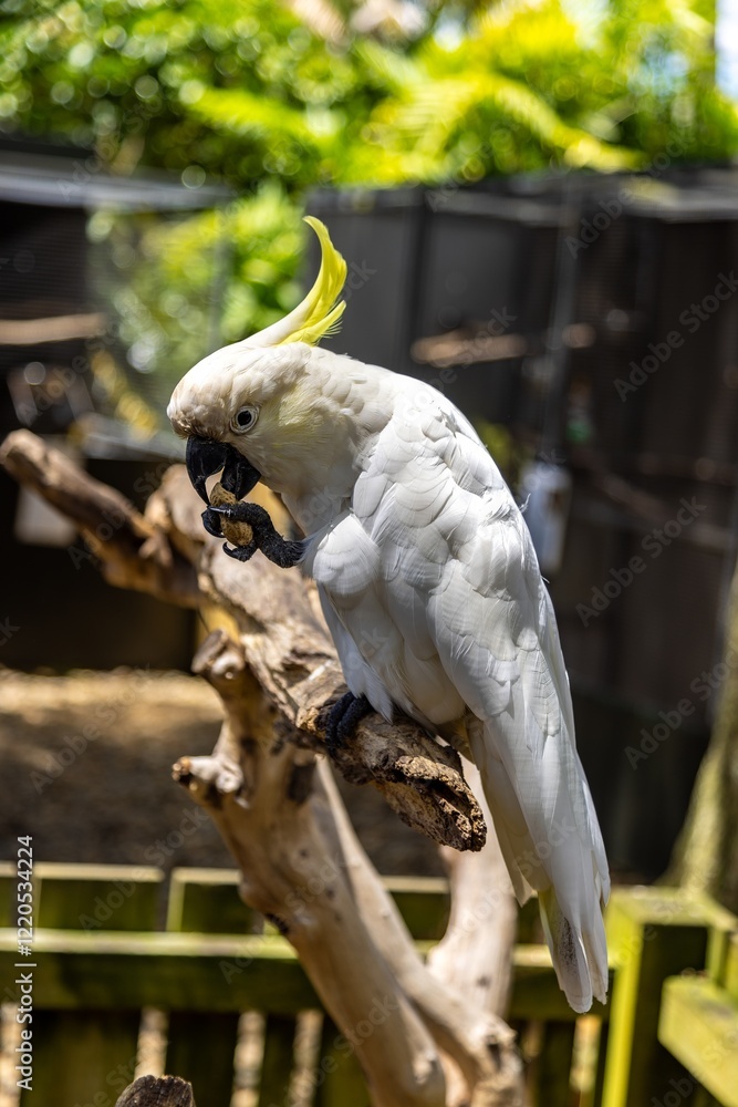 A Sulphur-crested Cockatoo eats a nut. Close-up of a bird in a zoo. THE PARROT PLACE, KERIKERI, NZ A Sulphur-crested Cockatoo eats a nut. Close-up of a bird in a zoo. THE PARROT PLACE, KERIKERI, NZ