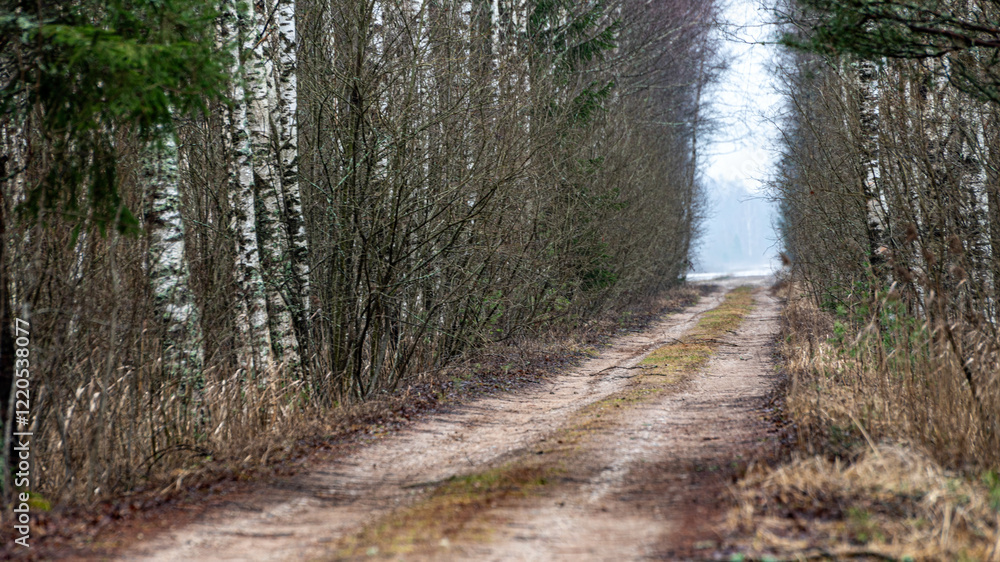 winter landscape without snow, lonely country road with trees on the side of the road winter landscape without snow, lonely country road with trees on the side of the road