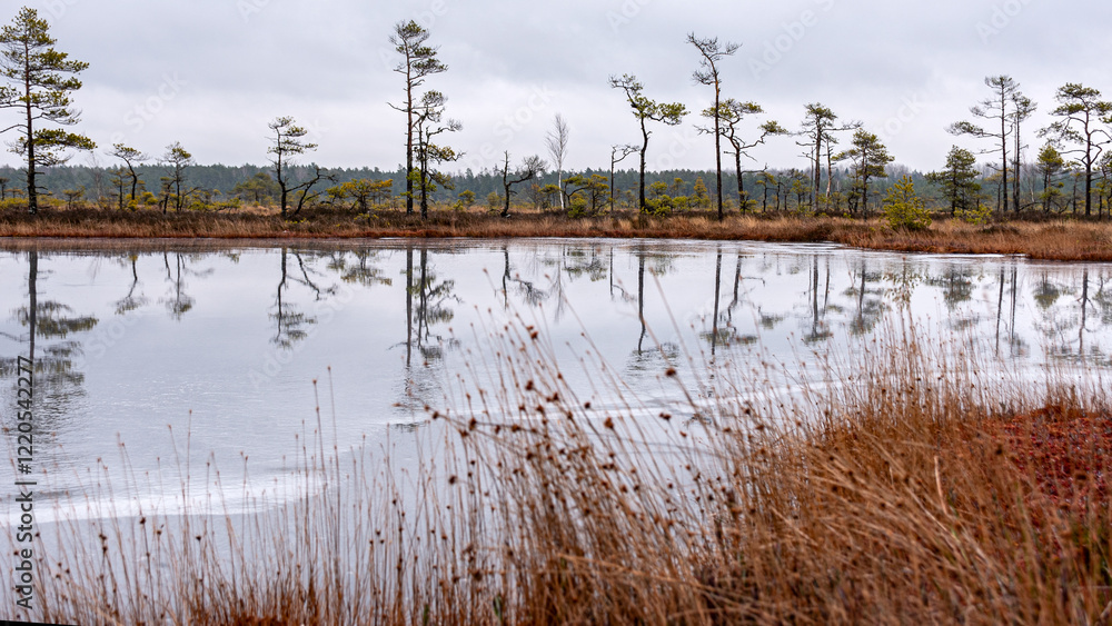 winter landscape of a swamp without snow, pond covered with ice, reflections, swamp vegetation in winter, pine trees, old grass, moss