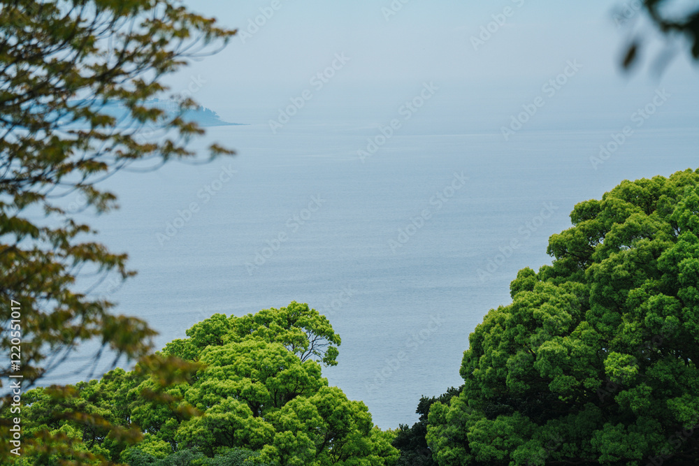 Obraz premium 熱海の美しい海と植物の風景