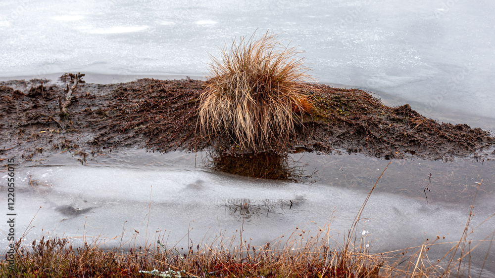 winter landscape of a swamp without snow, peat formation, swamp vegetation in winter winter landscape of a swamp without snow, peat formation, swamp vegetation in winter