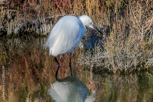 Little egret on a pond in the Camargue, France photo