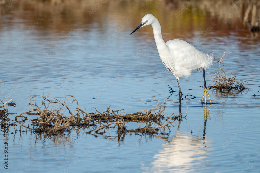 Obraz premium Little egret on a pond in the Camargue, France