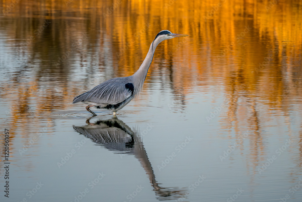 Naklejka premium Grey heron hunting at dusk in a Camargue marsh, southern France