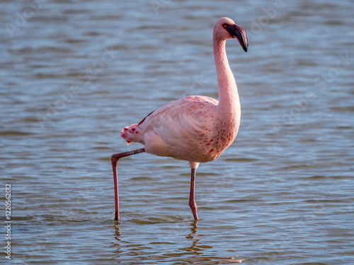 Lesser flamingo (Phoeniconaias minor) in a Camargue marsh, Pönt de Gau, France photo