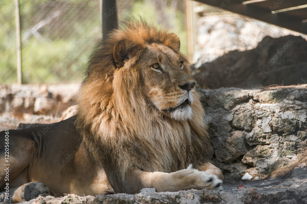 The majestic lion lies and basks in the sun. Zoo in Antalya, Turkey The majestic lion lies and basks in the sun. Zoo in Antalya, Turkey