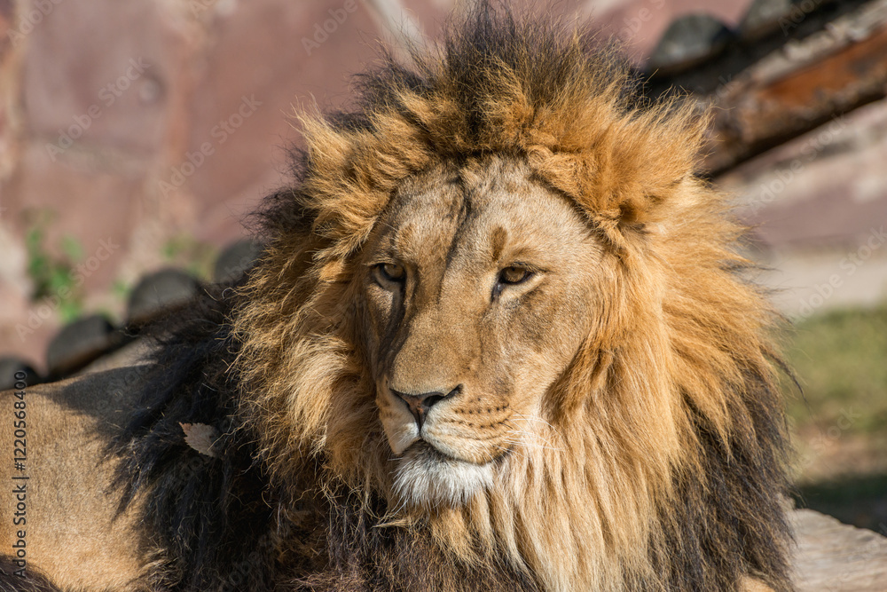 The majestic lion lies and basks in the sun. Zoo in Almaty, Kazakhstan The majestic lion lies and basks in the sun. Zoo in Almaty, Kazakhstan