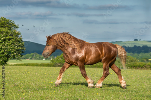 Suffolk Punch Stallion at trot