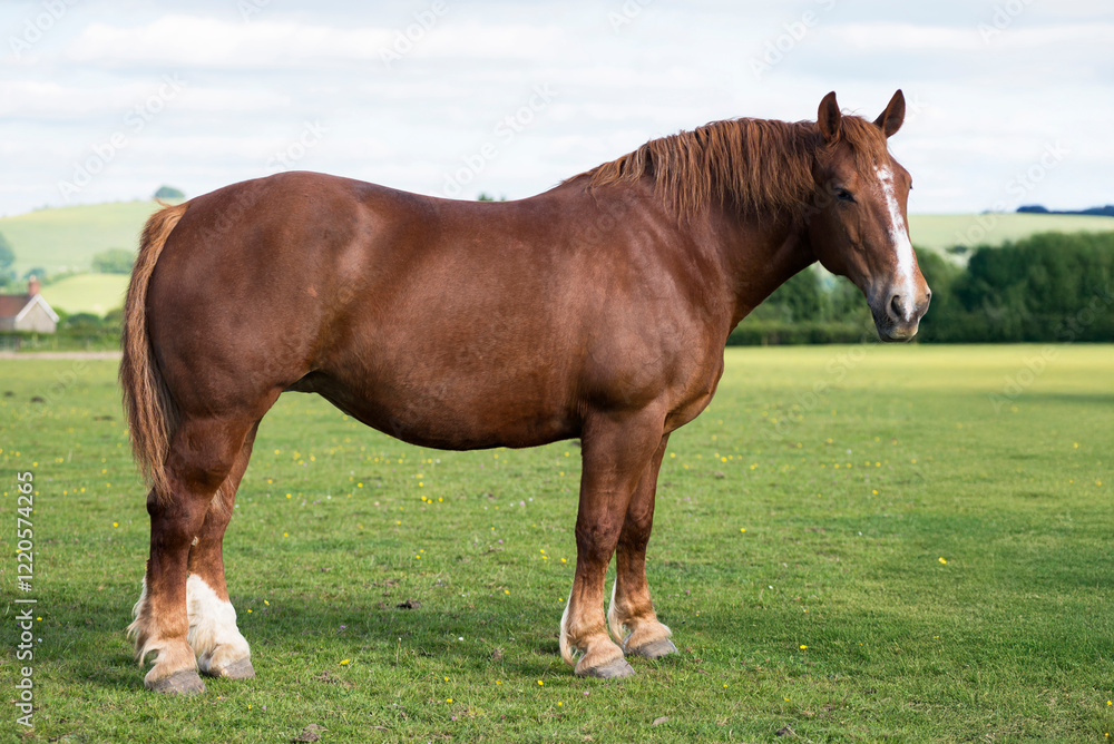 Suffolk Punch mare conformation
Suffolk Punch mare conformation