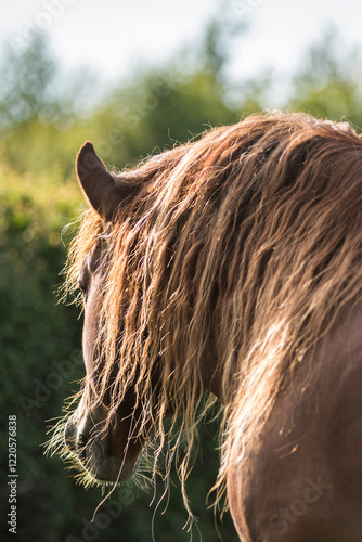 Portrait of a Suffolk Punch stallion