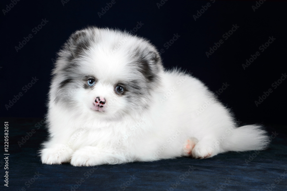 Cute Fluffy Pomeranian Puppy. White Puppy Cute Fluffy Pomeranian Puppy. White Puppy