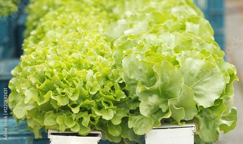 Selling vegetable at outdoor market Naplavka. Closeup of fresh green lettuce heads for sale at a farmers market stall in the centre of Prague. photo