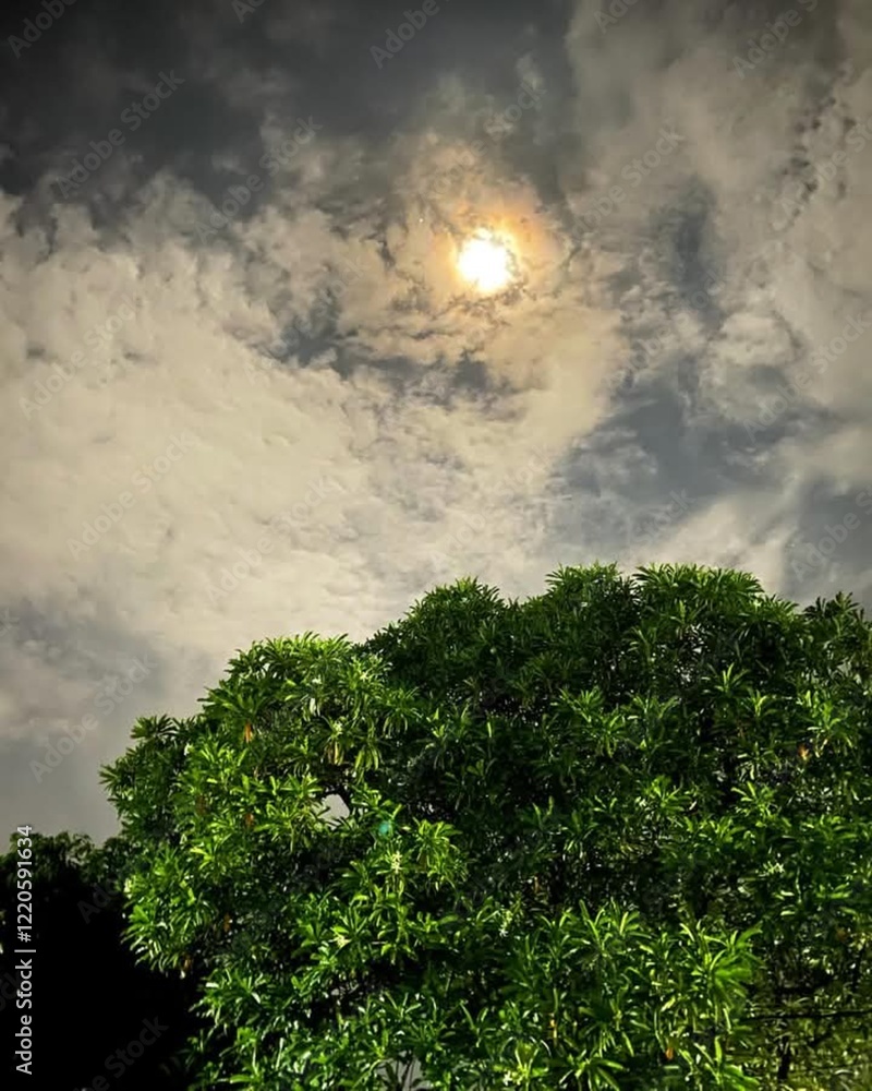 Fototapeta premium the moon in the sunny night sky 
