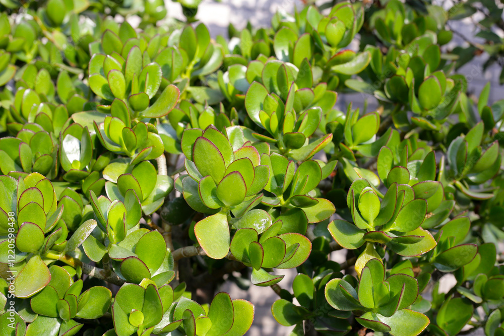 Crassula ovata succulent plant (Jade plant) Crassula ovata succulent plant (Jade plant)
