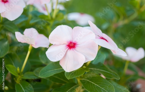 close-up of a pink and white flower