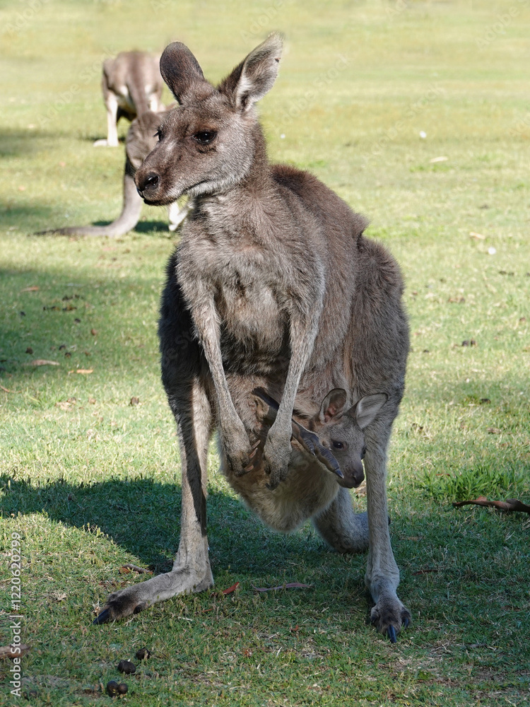 Kangaroo mother with a baby kangaroo in her pocket Kangaroo mother with a baby kangaroo in her pocket