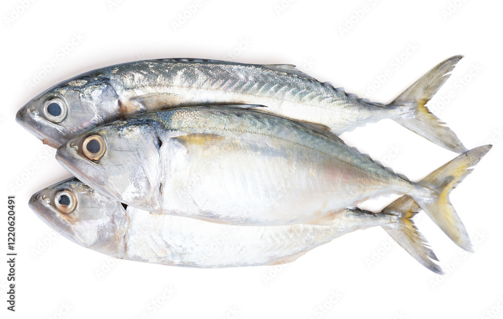 Pacific jack mackerel fish or Trachurus on white background. Pacific jack mackerel fish or Trachurus on white background.