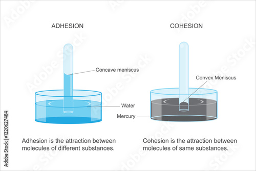 Illustration of chemical. Cohesive forces are attractive forces between similar molecules. Adhesive forces are attractive forces between molecules of different materials.