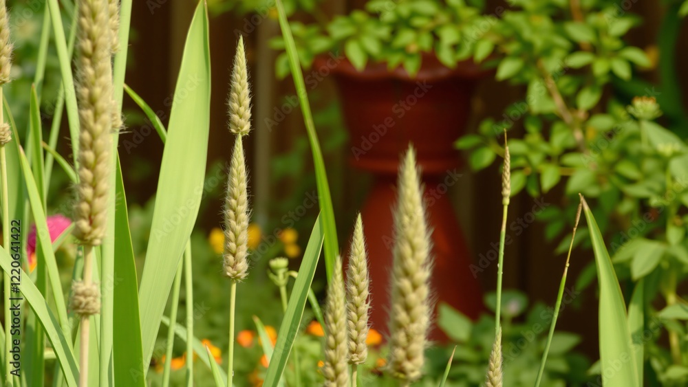 Lush Green Garden with Ornamental Grass and Ear of Wheat Lush Green Garden with Ornamental Grass and Ear of Wheat