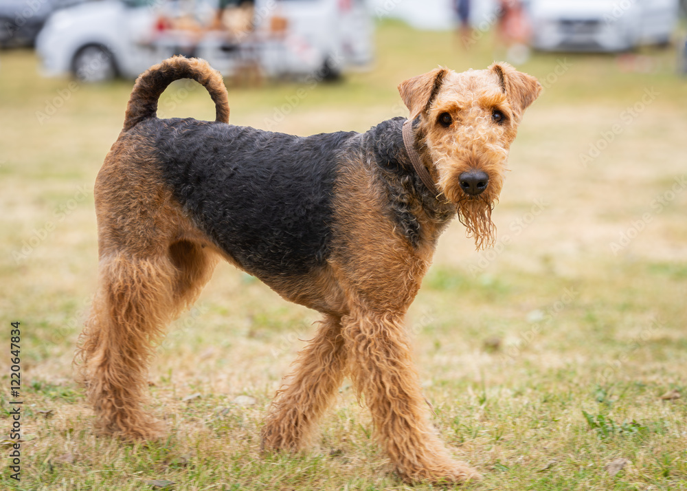 A profile view of a black and tan Airedale Terrier dog walking on the grass. It is known as the king of terriers. Airedale Terrier standing on grass. A profile view of a black and tan Airedale Terrier dog walking on the grass. It is known as the king of terriers. Airedale Terrier standing on grass.