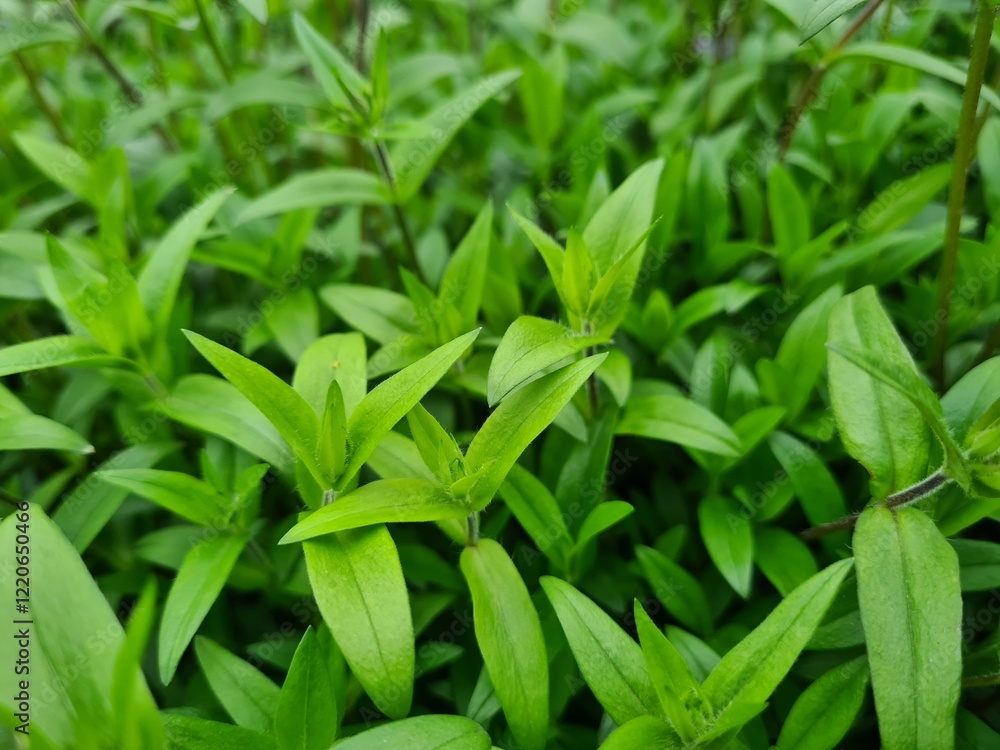 Vibrant Green Leaves in Garden
Vibrant Green Leaves in Garden