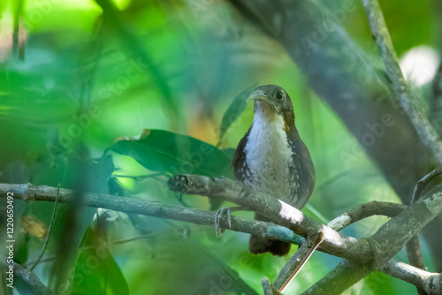 large scimitar babbler or Erythrogenys hypoleucos at Dehing Patkai, Assam, India photo