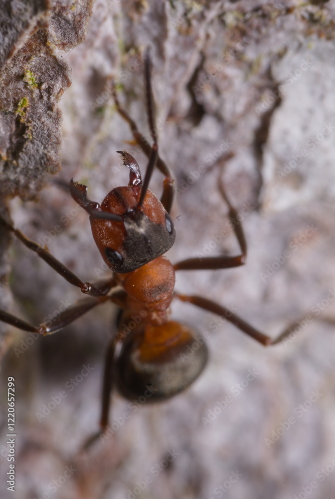 Ant climbing towards camera on tree bark Ant climbing towards camera on tree bark