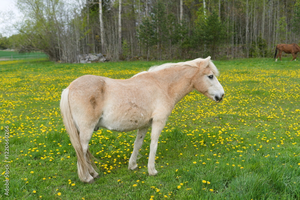 white horse in the meadow