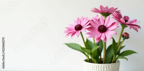 Wallpaper Mural Fresh echinacea stems against a white background in a decorative pot or container, containers, backdrop, blossoms Torontodigital.ca