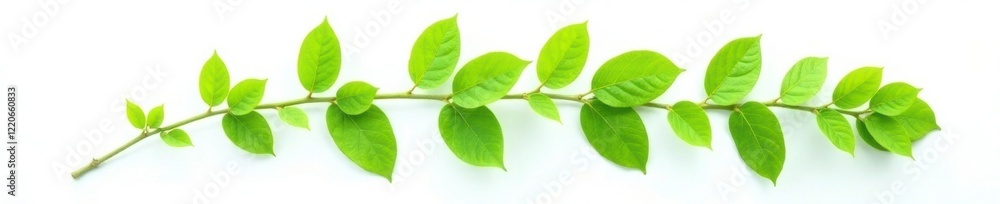Fresh green leafy branch isolated on white background, foliage photography, solitary plant, green leaves Fresh green leafy branch isolated on white background, foliage photography, solitary plant, green leaves