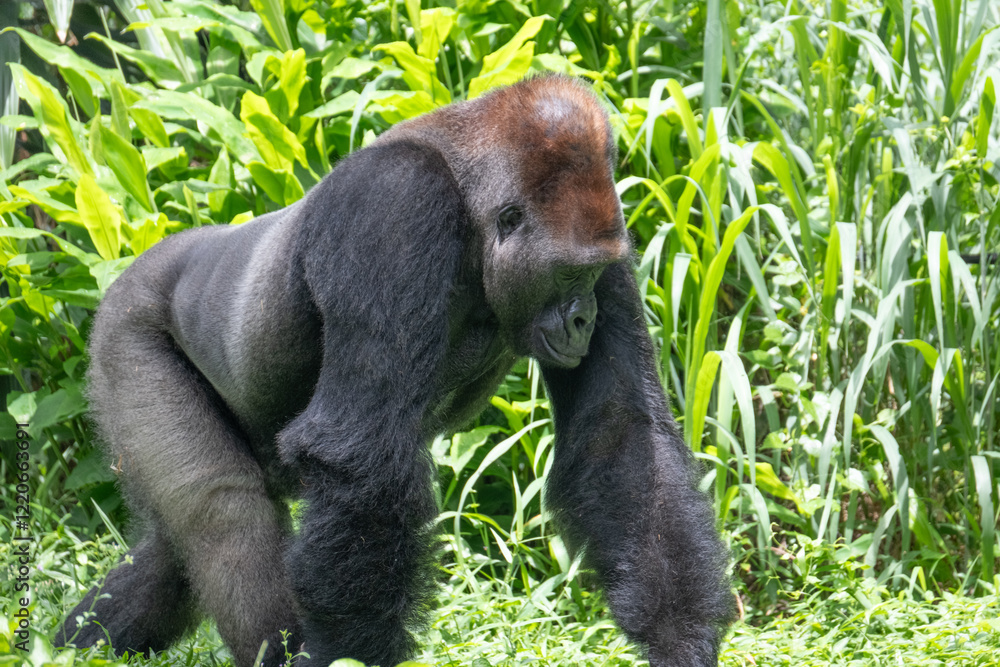 Obraz premium Gorila 
