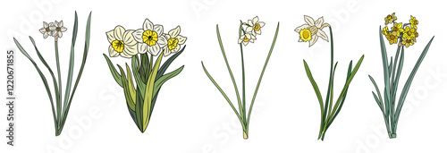 Set of daffodil March birth month flower colorful vector illustration. Modern minimalist hand drawn design for logo, tattoo, packaging, card, wall art, poster. Colored line art isolated on white.