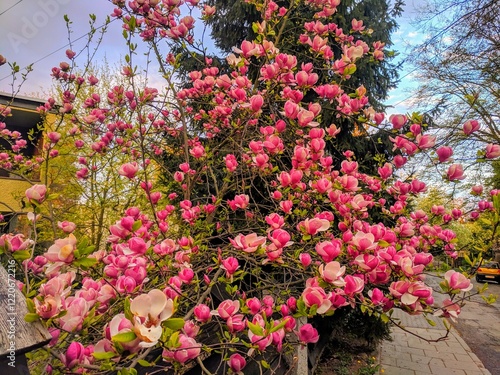 Wallpaper Mural Magnolia tree near the sidewalk. Torontodigital.ca