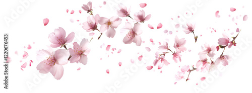 Pink cherry blossoms petals blowing in the air. Natural flow movement isolated on against transparent background.
