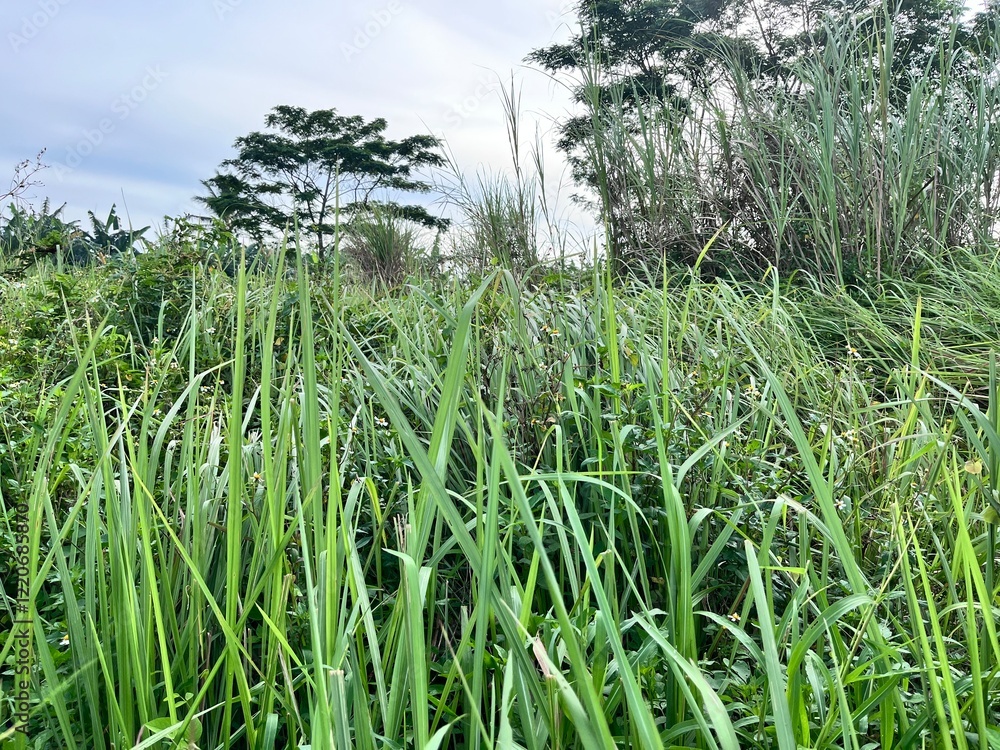 Fototapeta premium green wild grass in the field