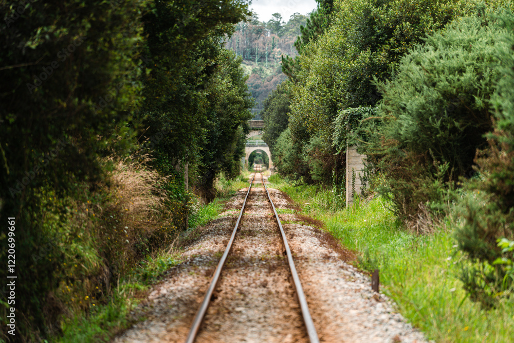 Obraz premium Vías del tren en el bosque