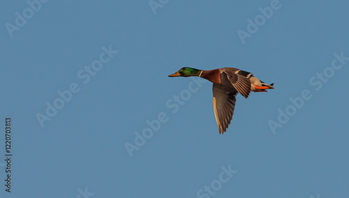 volando 2