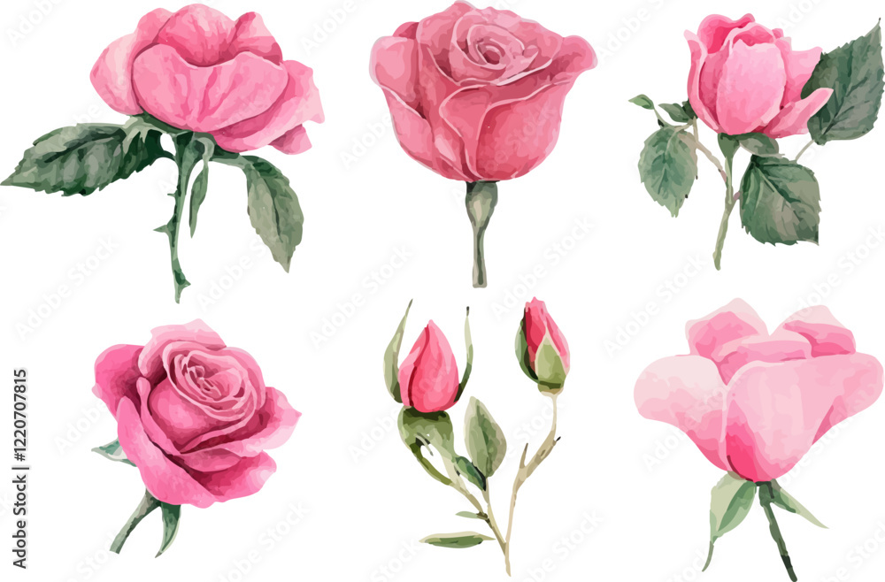 Fototapeta premium set of pink roses isolated