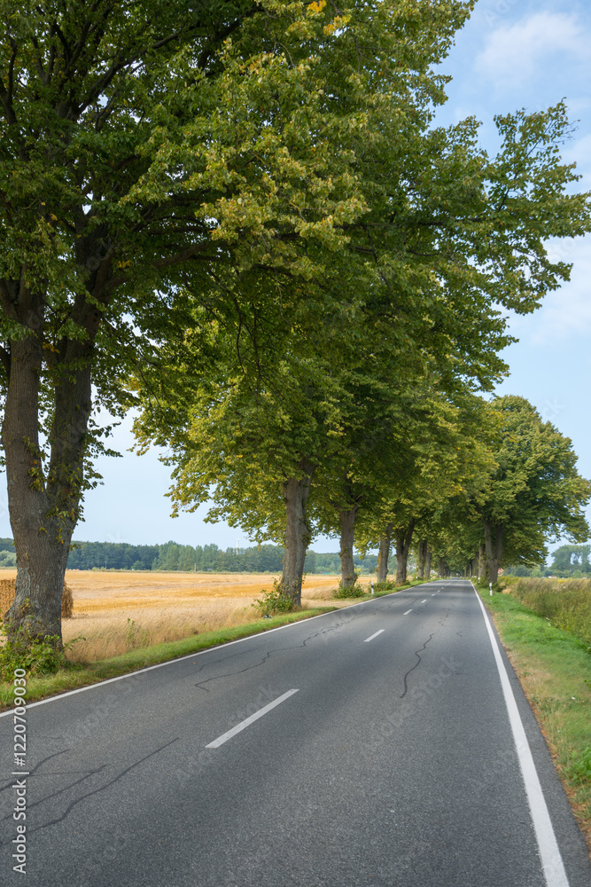 Obraz premium Eine Allee mit üppigen Laubbäumen