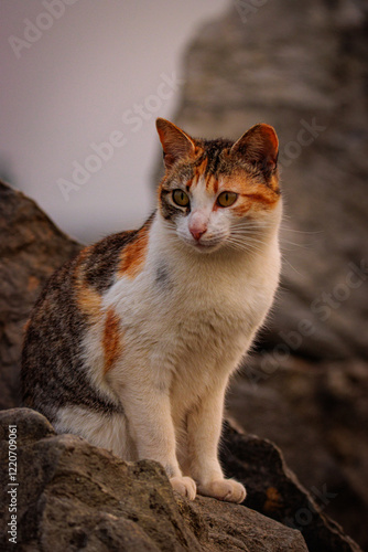 retrato del gato