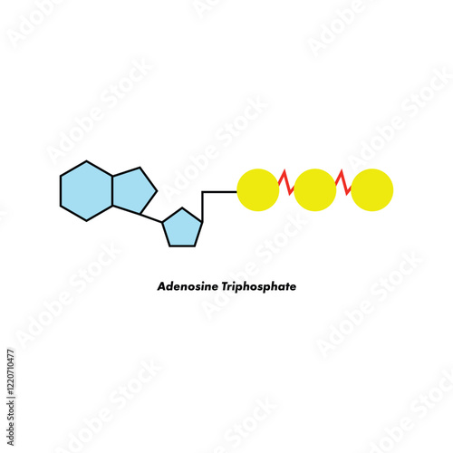 Adenosine Tri Phosphate or ATP Vector Illustration