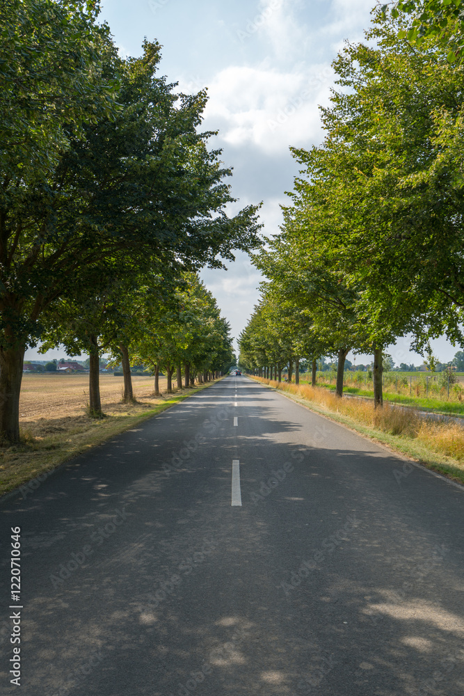 Eine Allee mit üppigen Laubbäumen Eine Allee mit üppigen Laubbäumen
